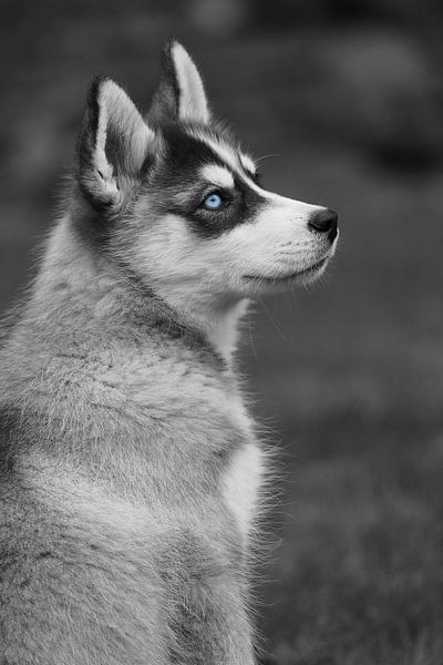 Husky  van Astrid Brouwers