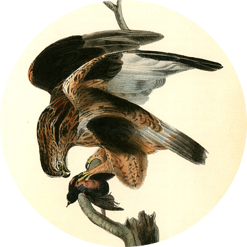 Rough-legged Buzzard., Audubon, John James, 1785-1851, Buizerd