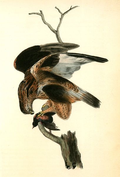 Rough-legged Buzzard., Audubon, John James, 1785-1851, Buizerd van Liszt Collection