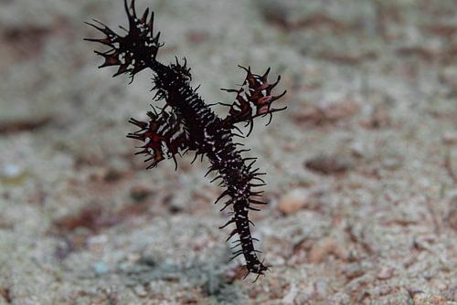 Spookfluitvis @ Komodo, Indonesie