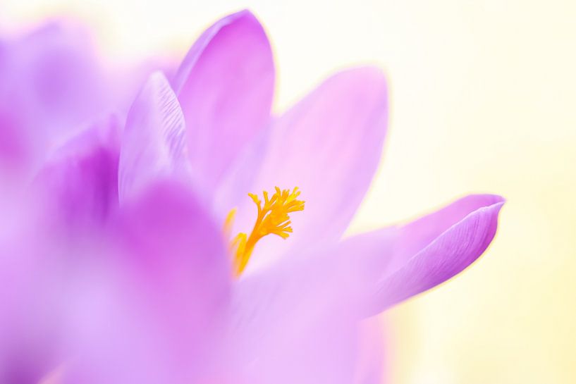 Crocus focus by Milou Hinssen