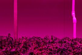 Verticale Landbouw van Bram Becks