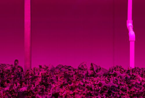 L'agriculture verticale