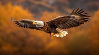 Majestätischer Weißkopfseeadler auf dem Weg in den Herbstwald