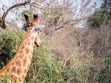 Giraffen van Photo By Nelis