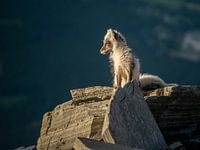 Polarfuchs Norwegen
