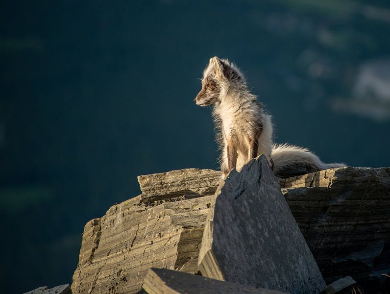 Polarfuchs Norwegen von Harry Punter