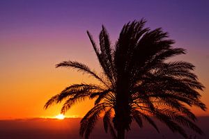 Silhouette Palme