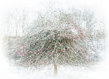 Appelboom in de sneeuw