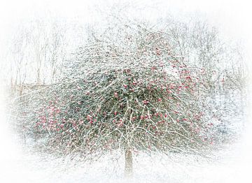 Appelboom in de sneeuw van Guido Rooseleer