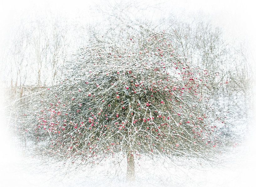 Apfelbaum im Schnee von Guido Rooseleer