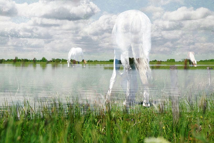 weisse Pferde in den Wolken ( bearbeitetes Foto) von wil spijker