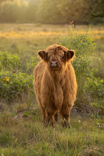 Scottish highlander calf in the light of the setting sun by KB Design & Photography (Karen Brouwer)
