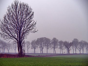 Arbres de brume