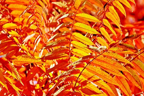 Autumn-coloured vinegar tree leaves