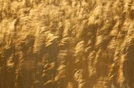 Winkendes Rohrblatt (Phragmites australis) mit Hintergrundbeleuchtung. von AGAMI Photo Agency Miniaturansicht