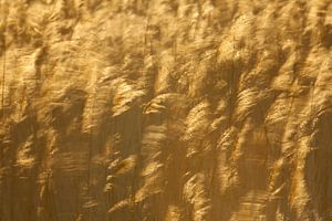 Winkendes Rohrblatt (Phragmites australis) mit Hintergrundbeleuchtung.