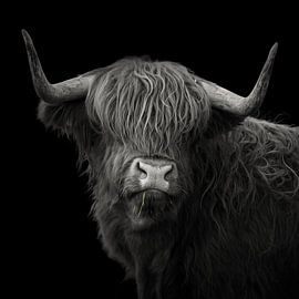 Highland Majesty – Scottish Highland Cattle Fine Art Portrait von Joachim Neumann