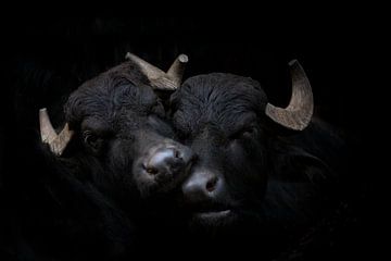 Twee waterbuffels op zwart van Janine Bekker Photography