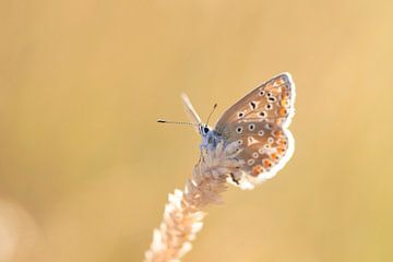 Papillon dans la lumière du soleil sur Mireille Breen