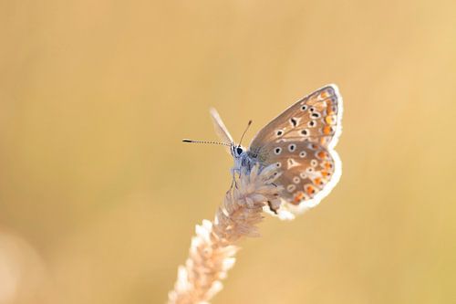 Schmetterling im Sonnenlicht