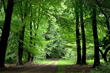 Lumière dans une forêt dense d'arbres à feuilles caduques sur Corinne Welp