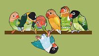 Agapornis groep