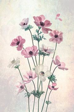 Pretty Dancing Poppies, Lydia Jacobs by 1x
