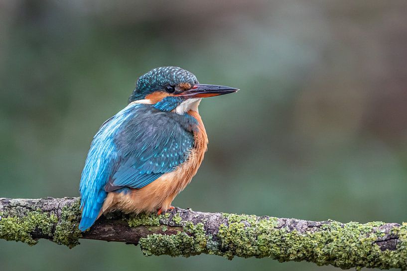 Kingfisher by Linda Raaphorst