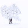 Boom in sneeuw en mist van Tilo Grellmann | Photography