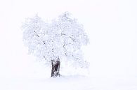 Boom in sneeuw en mist van Tilo Grellmann thumbnail