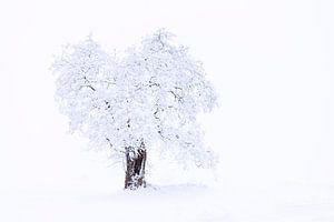 Baum im Schnee und Nebel