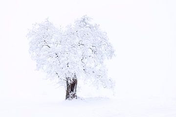 Boom in sneeuw en mist van Tilo Grellmann | Photography