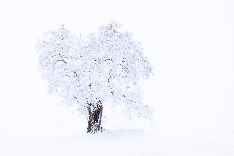 Boom in sneeuw en mist van Tilo Grellmann