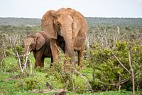 Elephant with a little one