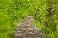 Pad door een zonnige groene tunnel van Kristof Lauwers thumbnail