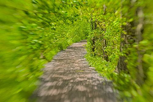 Pad door een zonnige groene tunnel