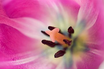 Roze tulp binnen Macro van Iris Holzer Richardson