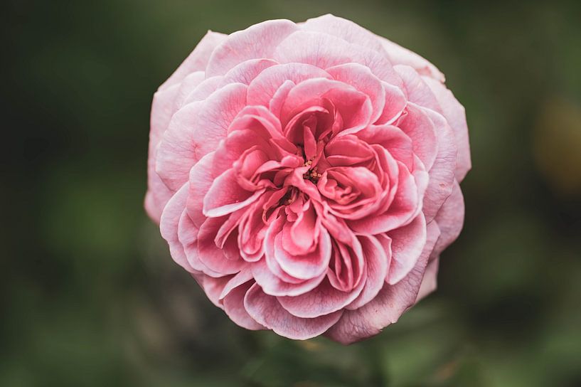 Engelse roos van Tania Perneel