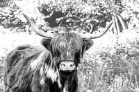 Longhorn