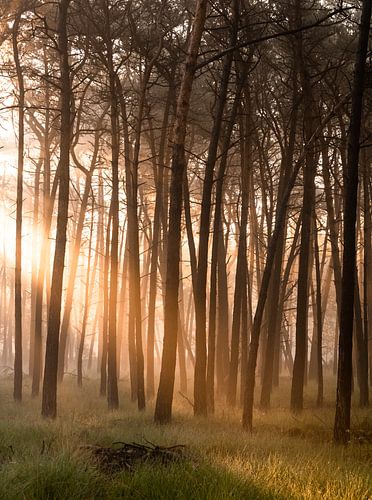 magische gouden licht bos