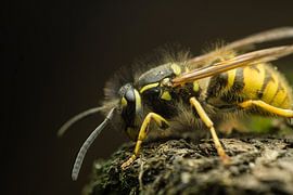 wesp op een stukje mos sur mick agterberg