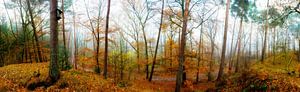 Wald Panorama im Herbst