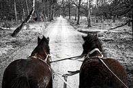 Chariot couvert avec des chevaux de trait dans le Veluwe par Sara in t Veld Fotografie Aperçu