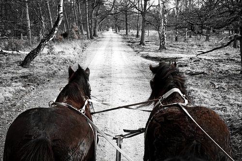 Huifkar met trekpaarden door de Veluwe