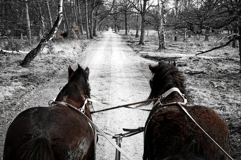 Huifkar met trekpaarden door de Veluwe van Sara in t Veld Fotografie
