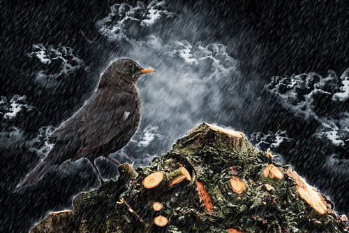 Blackbird in the rain