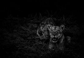 Lionesses by Truckpowerr