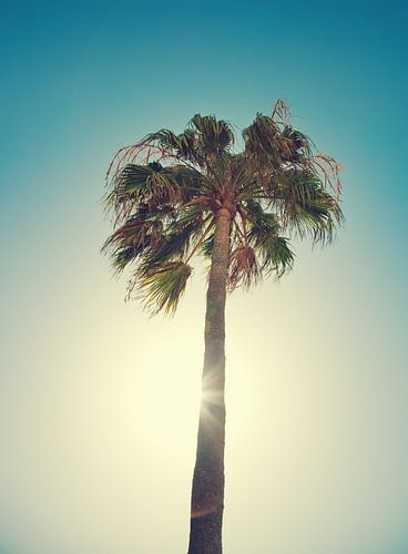 Palm