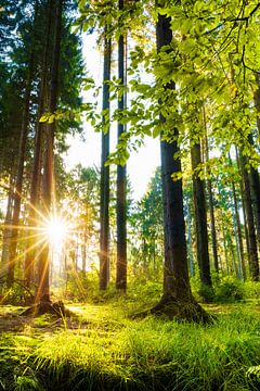 clairière dans la forêt au lever du soleil sur Günter Albers